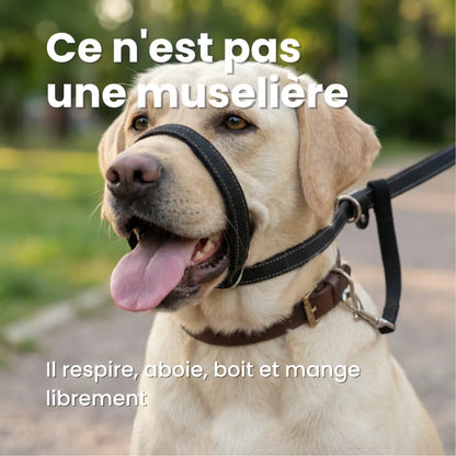 Laisse Anti-Traction Pour Chien