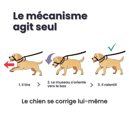 Laisse Anti-Traction Pour Chien