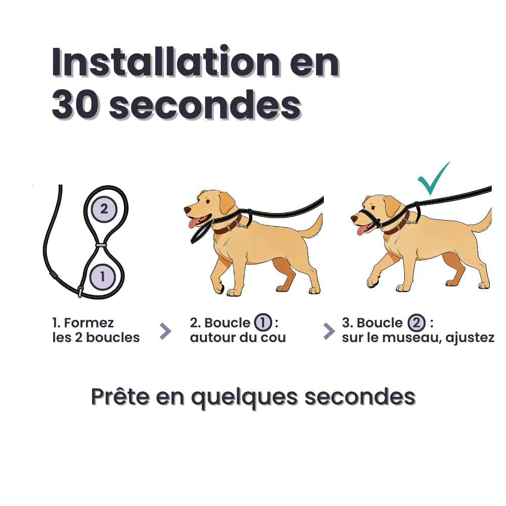 Laisse Anti-Traction Pour Chien