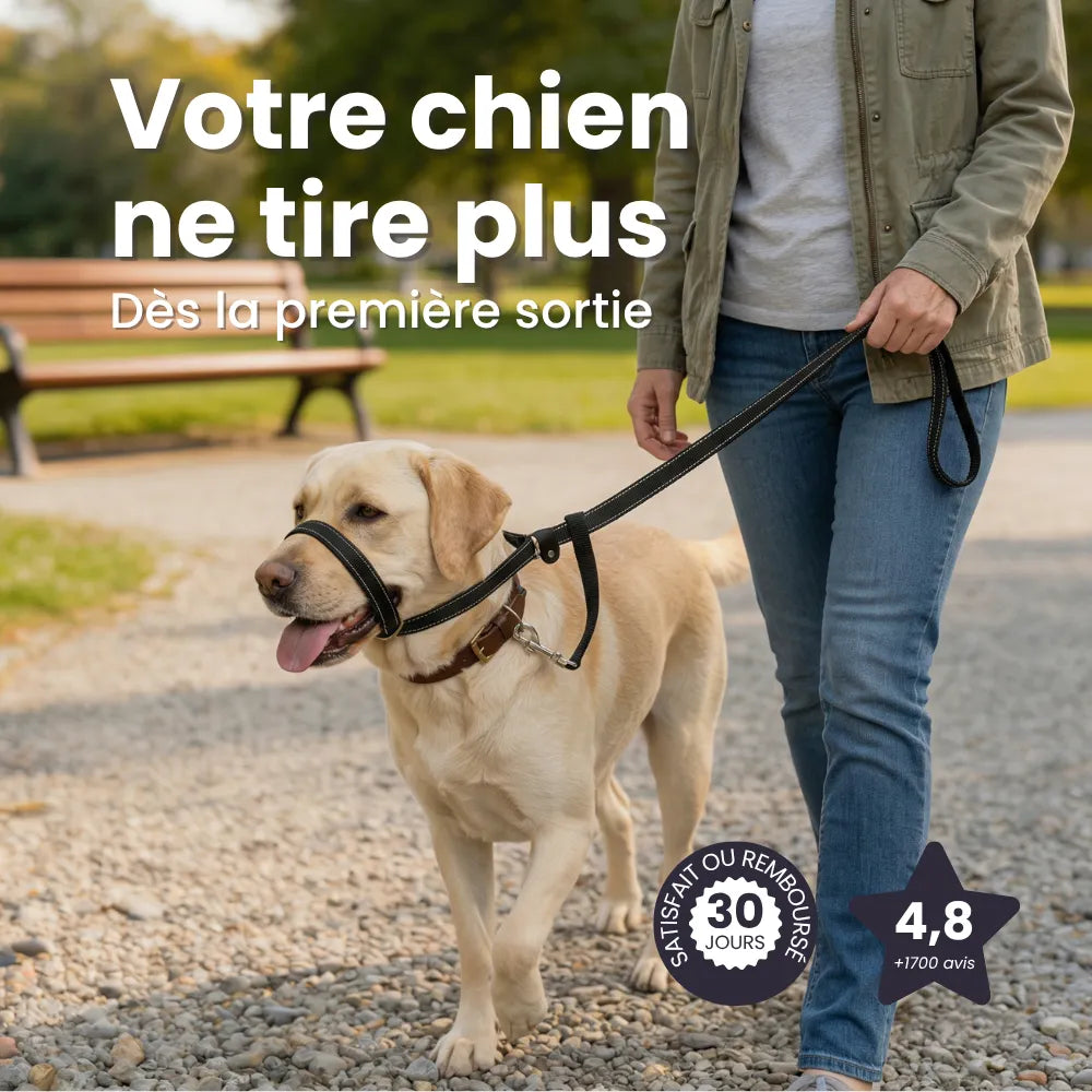 Laisse Anti-Traction Pour Chien